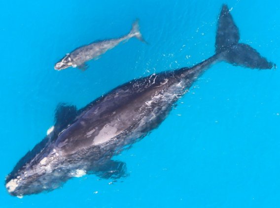 An image showing the physical morphology of a southern right whale mother and calf. Southern right whales are large baleen whales of rotund body shape and are recognised by the lack of a dorsal fin, broad and short pectoral fins and distinct skin growth on their heads and lower jaw called callosities. 