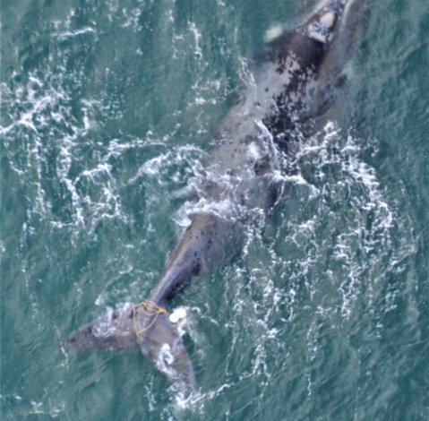 An image of a southern right whale with rope entangled around the tail stock.