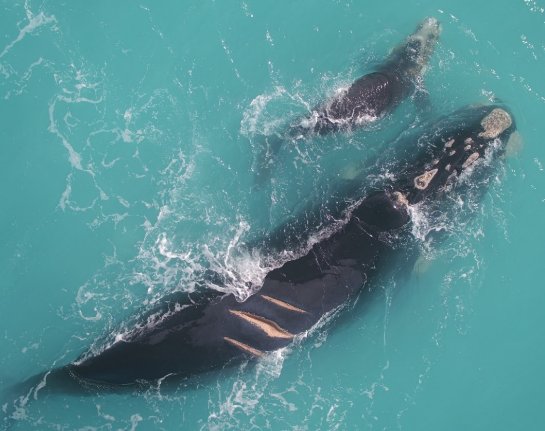 An image of a southern right whale with propellor marks on its body, evidence of vessel strike. 