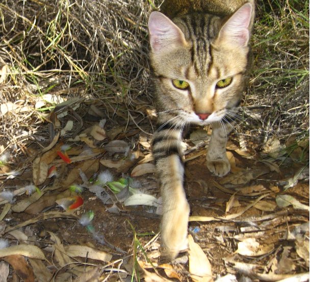 Photograph of a cat in a bushland setting with feathers on the ground from a bird it has killed.